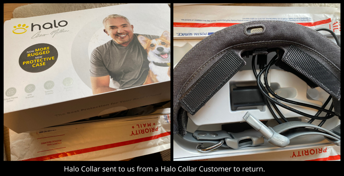 Should you buy a Halo Collar by Cesar Millan?