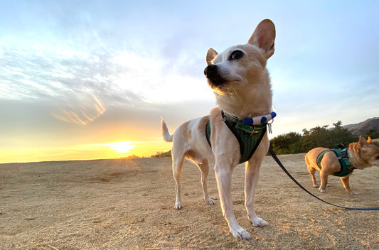 When Summer Fun Runs Late: Staying Safe When You're Caught Out After Dark with Your Dog