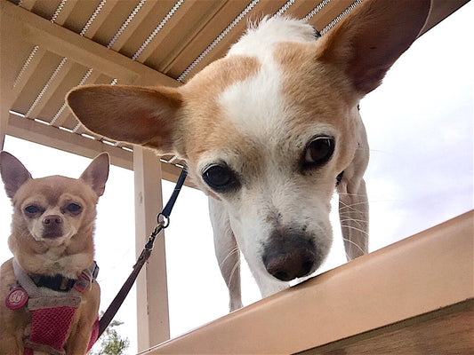 Dog Park Etiquette: 15 Unwritten Rules Every Owner Should Know