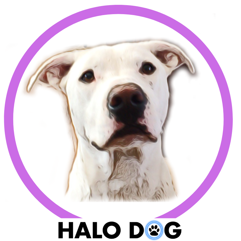 Halo Collar Purple LED Dog Collar Halo Dog