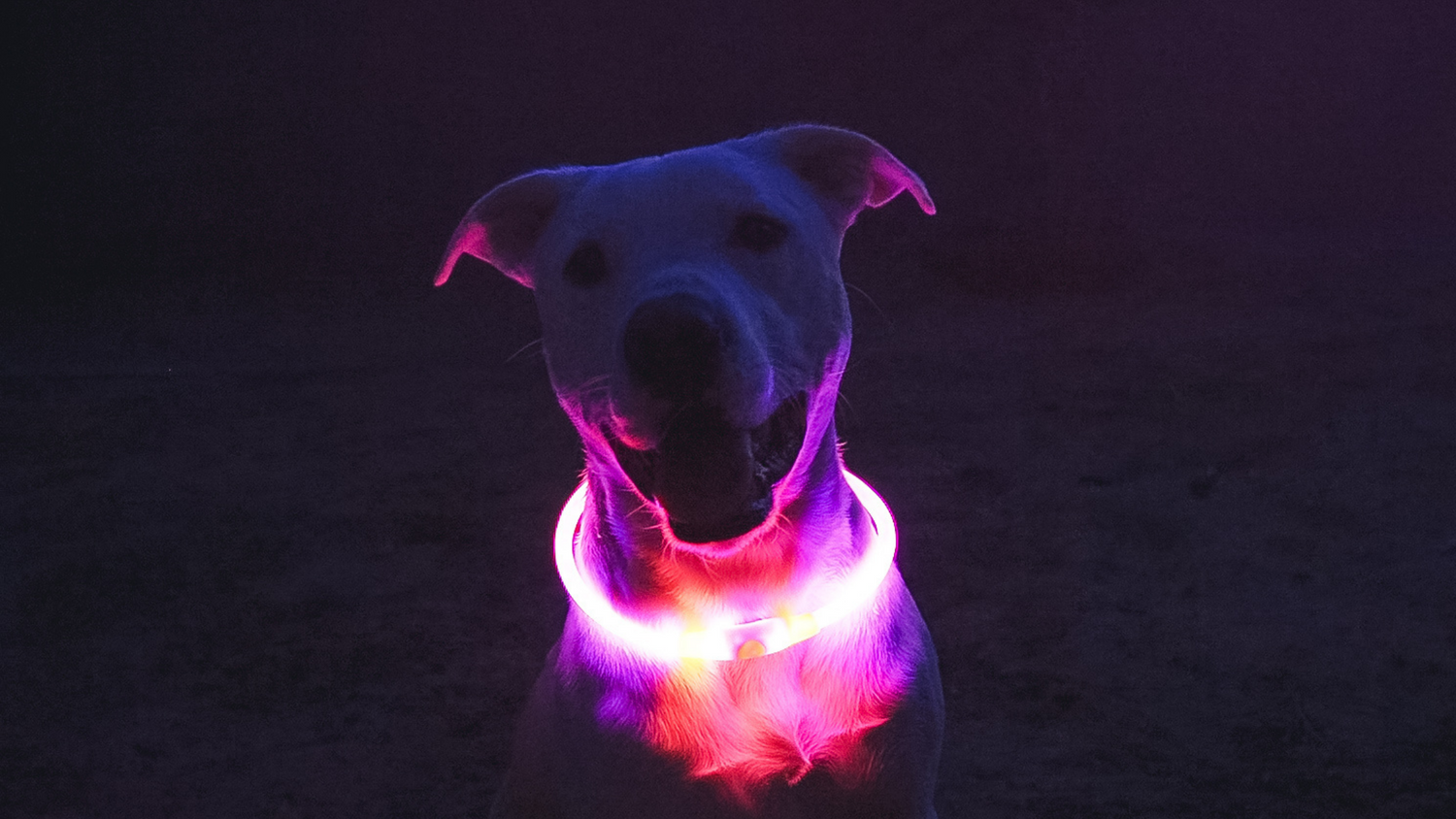 Pink Led Dog Collar halo dog usb rechargeable