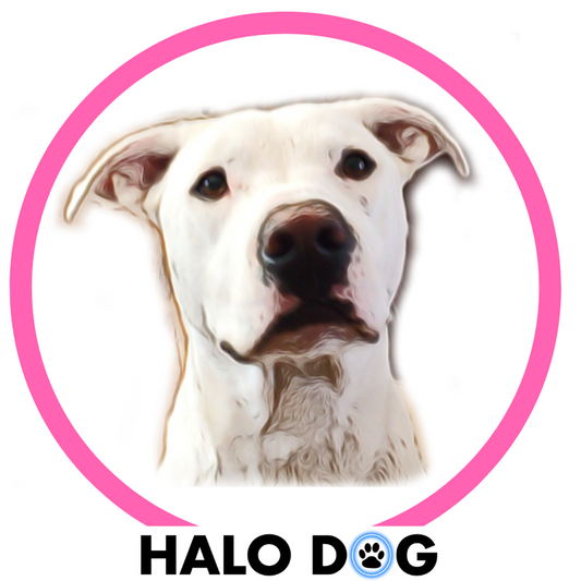 halo dog collar led dog collar pink