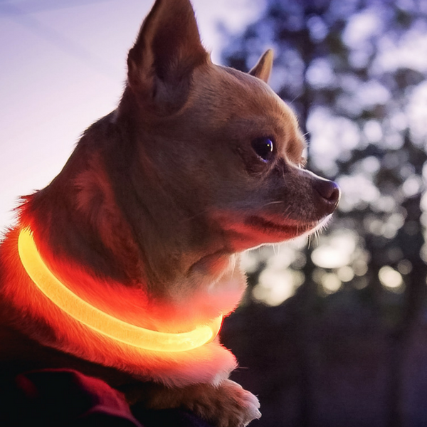 RUBY RED | LED Cat Halo Collar