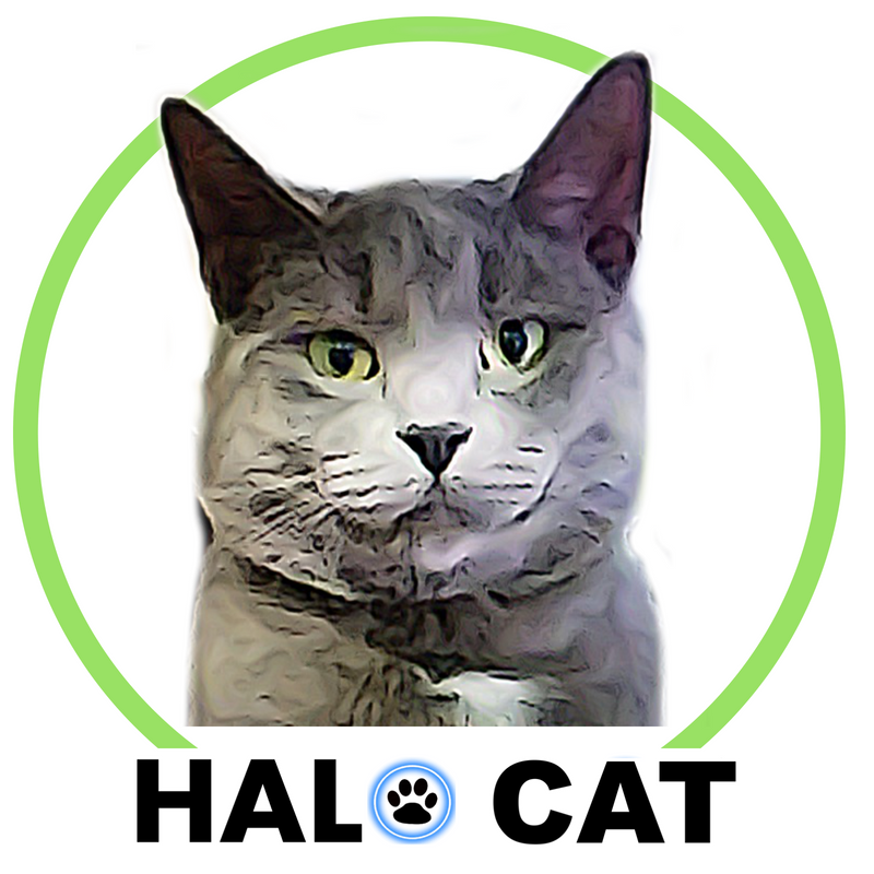 Led cat deals collar