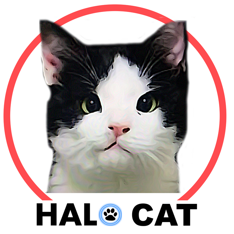 Ruby sales cat collar