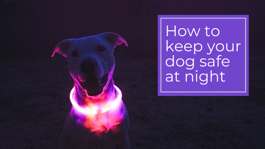 How to keep your dog safe walking at night
