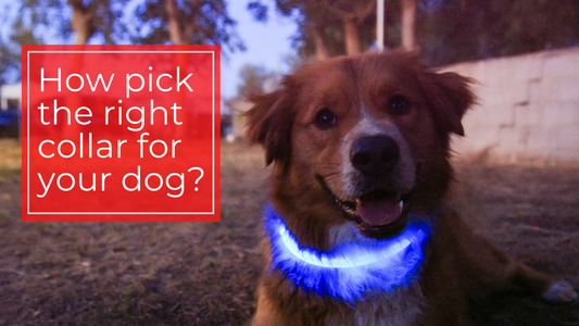 How to pick the right sized dog collar for your dog?