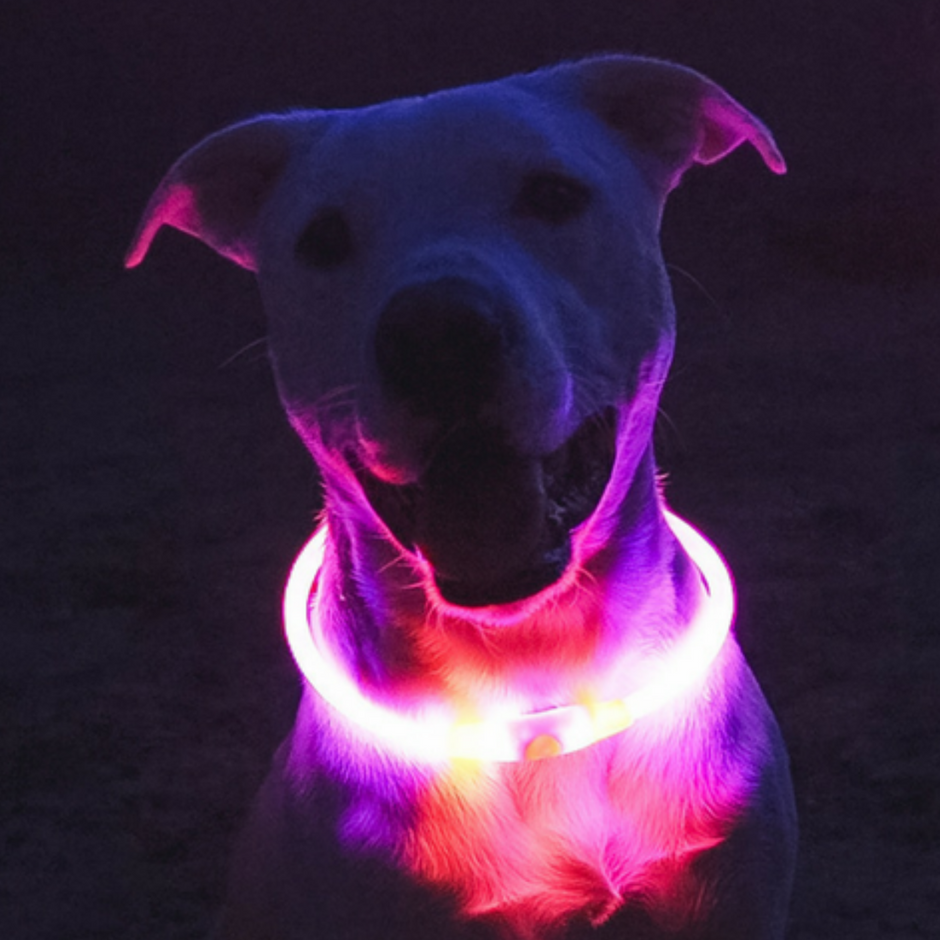 Halo Dog Halo Collar - LED dog collars to keep your pets safe and seen