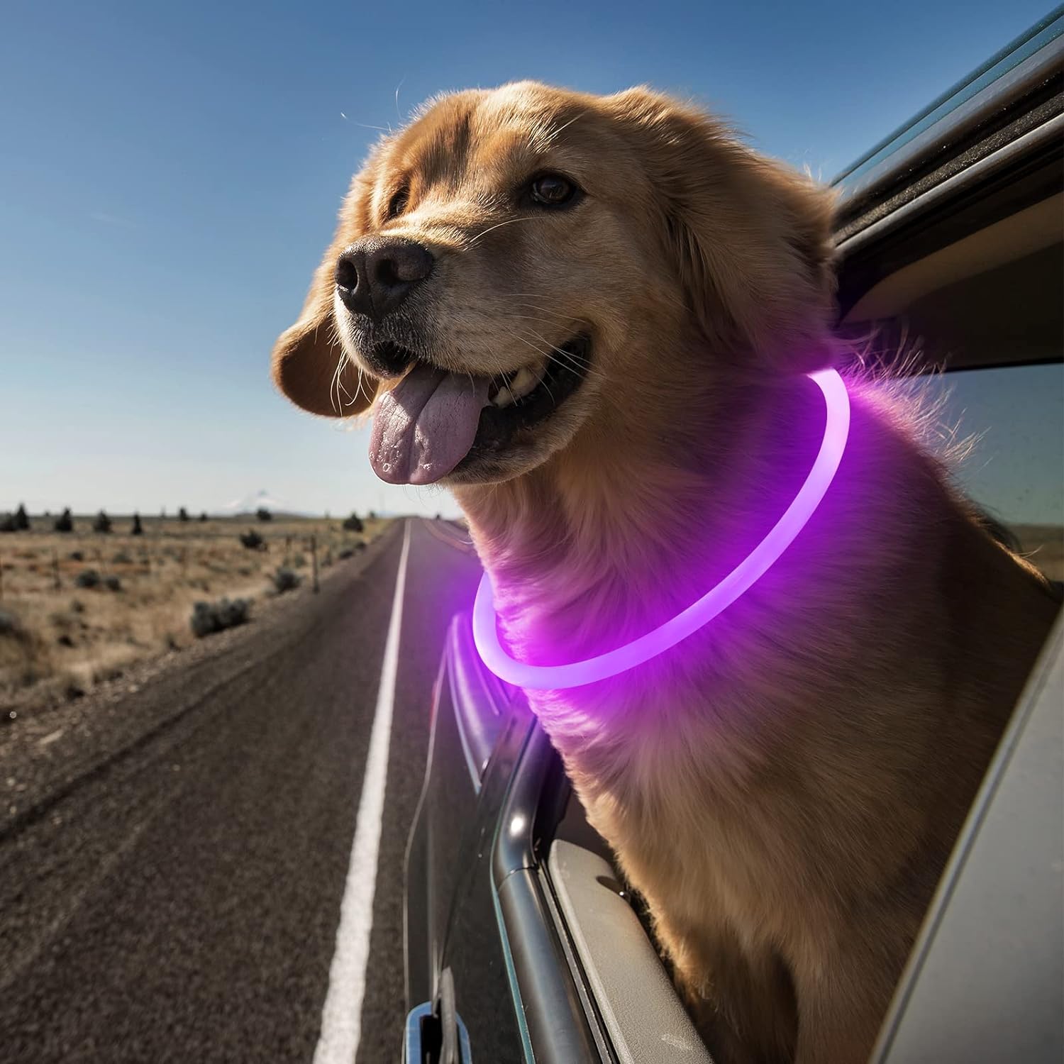 Purple light hot sale up dog collar