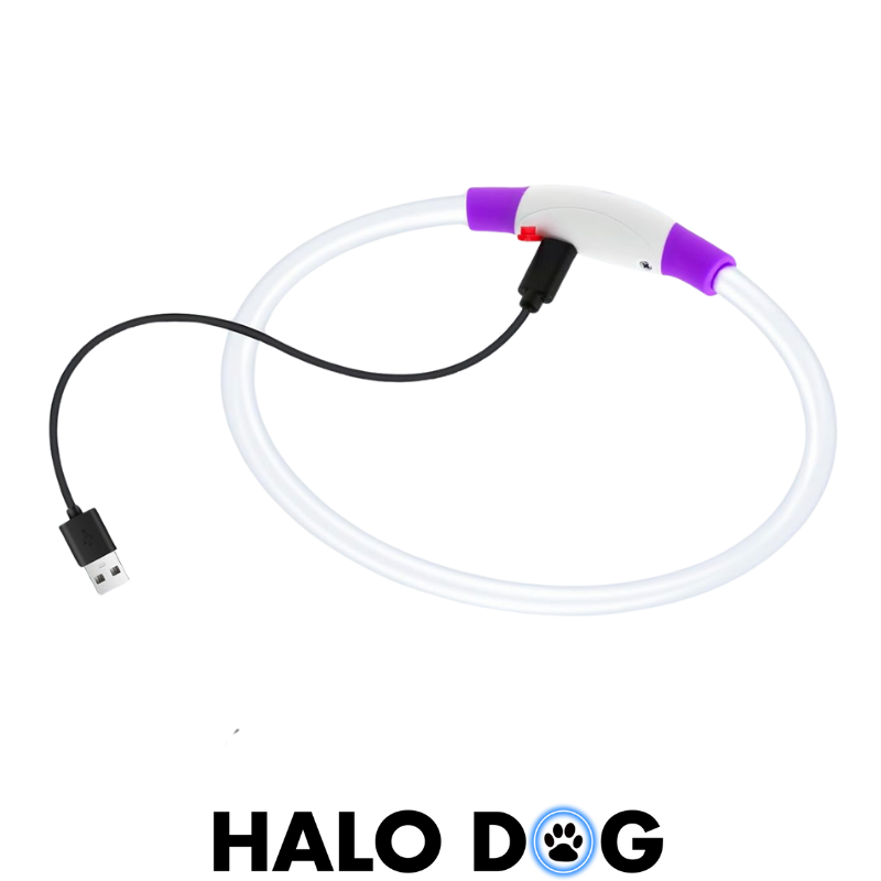 VELVETY VIOLET | LED Dog Halo Collar