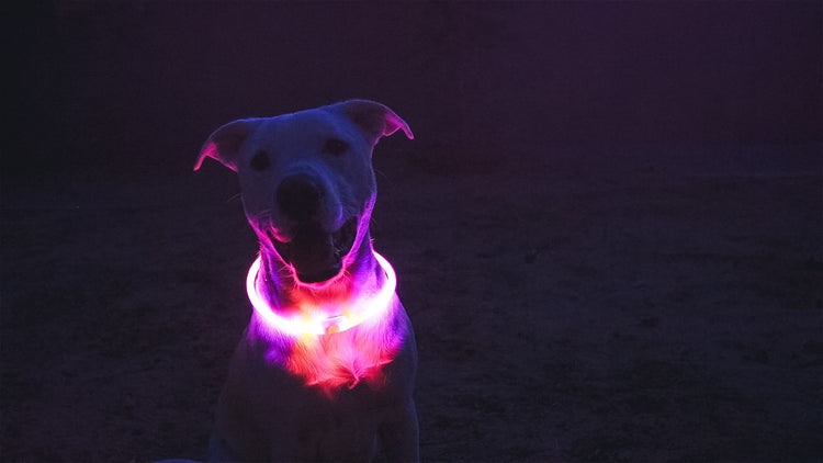 Halo Dog Halo Collar - LED dog collars to keep your pets safe and seen