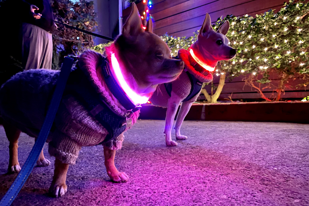 Halo Dog Halo Collar - LED dog collars to keep your pets safe and seen