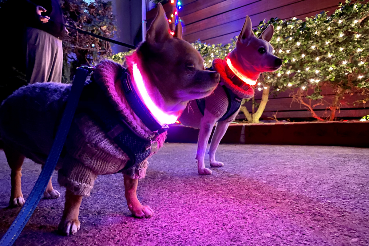 Halo Collar LED dog collars to keep your pets safe and seen Halo Dog