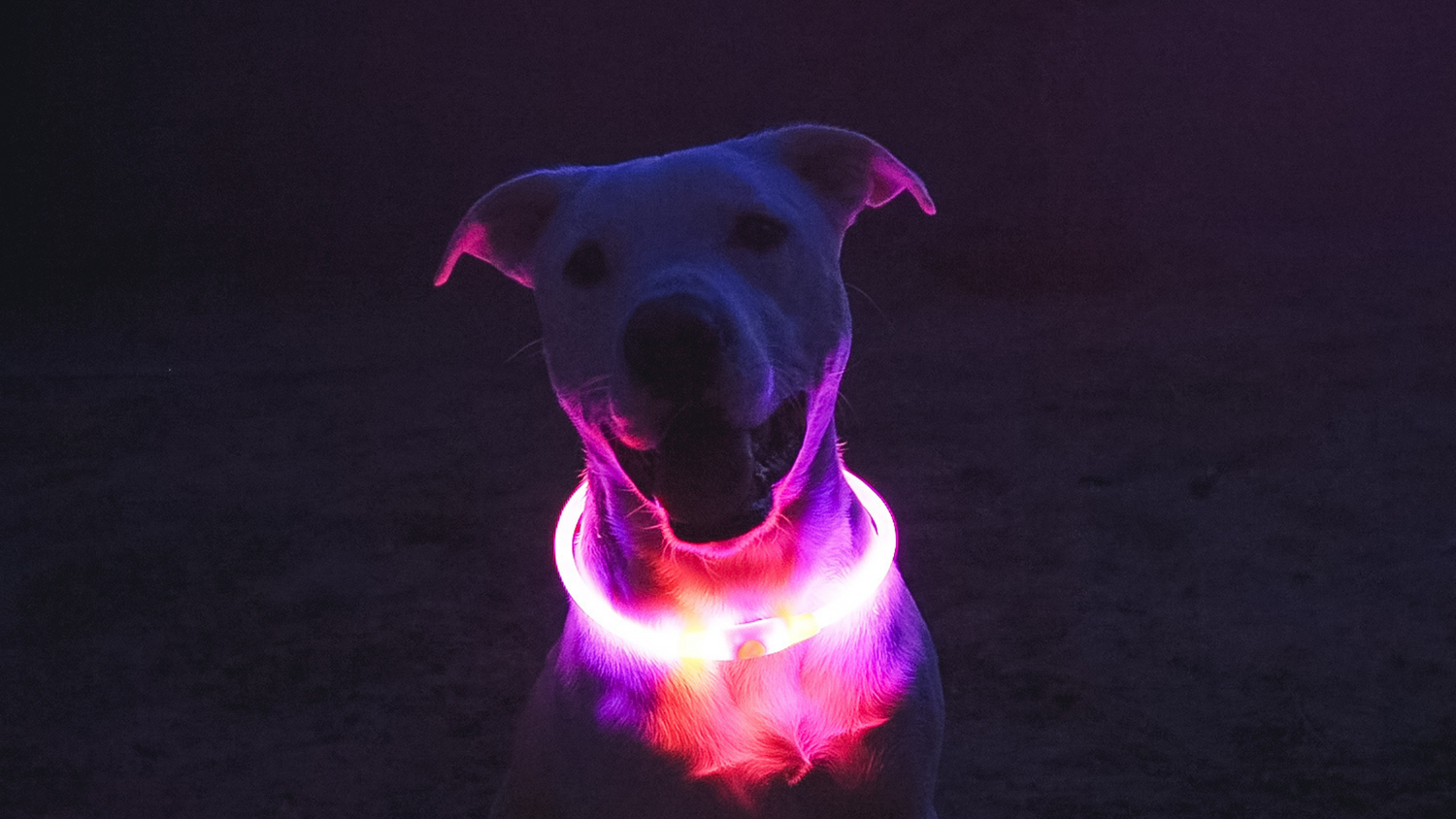 Pink Led Dog Collar halo dog usb rechargeable 