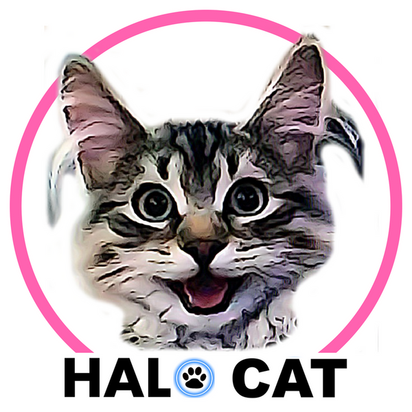 Halo Collar Pink LED Cat Collar Halo Dog