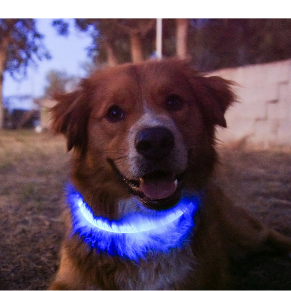 SKY BLUE | LED Cat Halo Collar