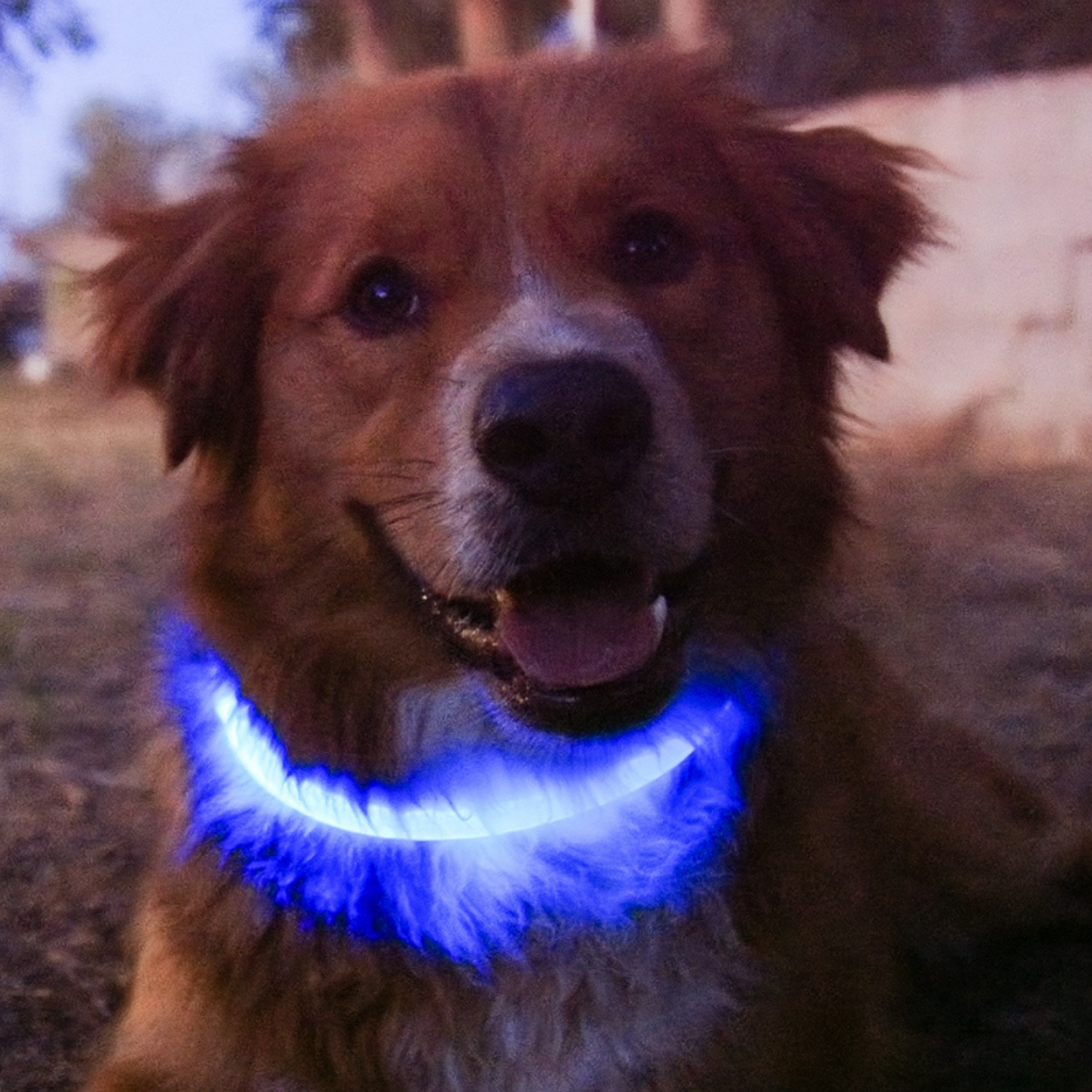 blue LED Dog collar