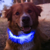 Halo Dog Halo Collar - LED dog collars to keep your pets safe and seen