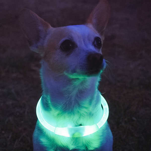 LED Dog Collar Green USB Rechargeable