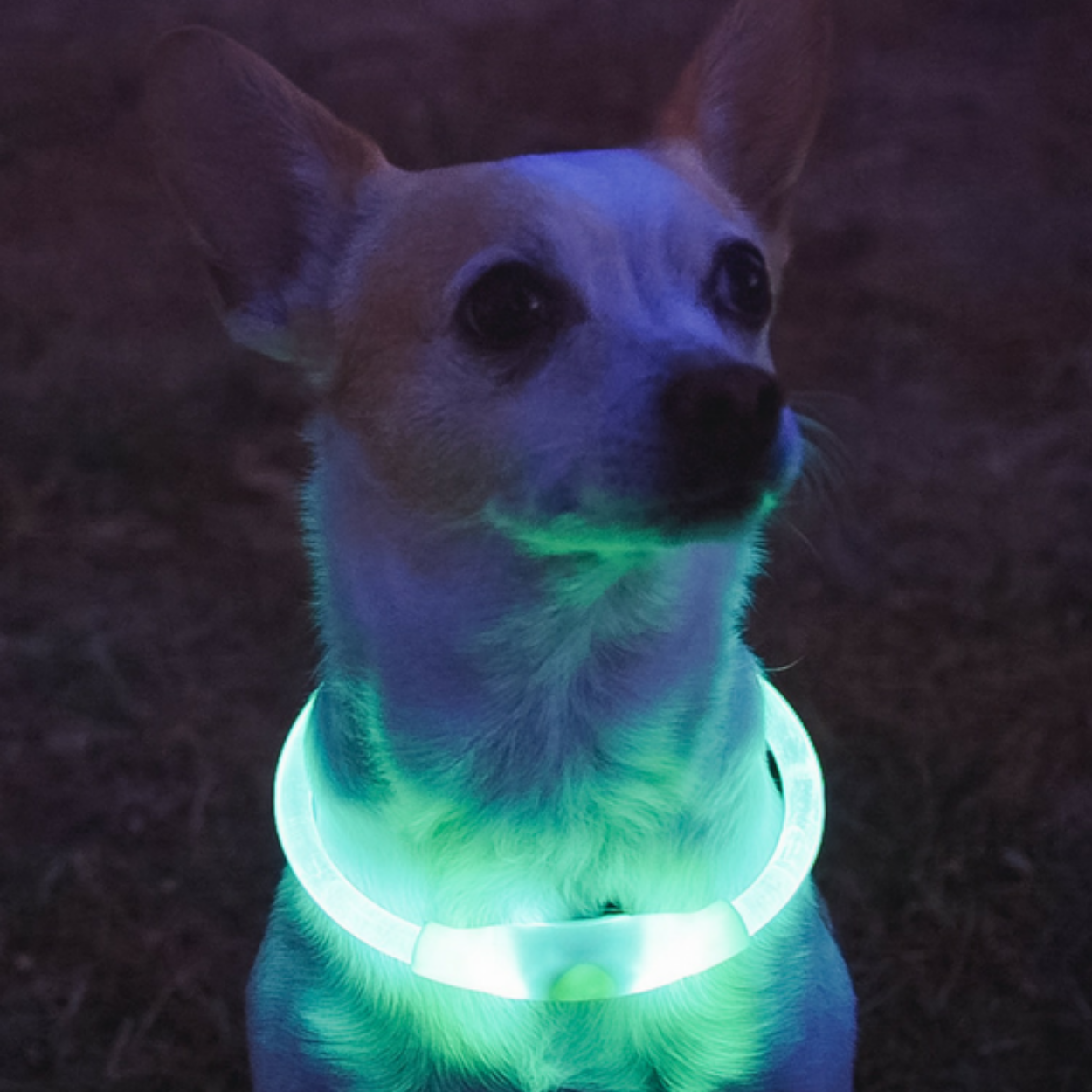 green LED Dog collar