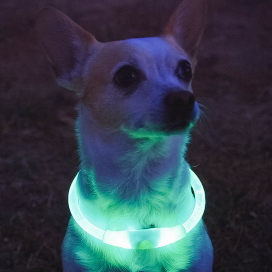 Halo Dog Halo Collar - LED dog collars to keep your pets safe and seen