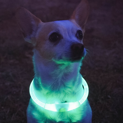 SHAMROCK GREEN | LED Cat Halo Collar