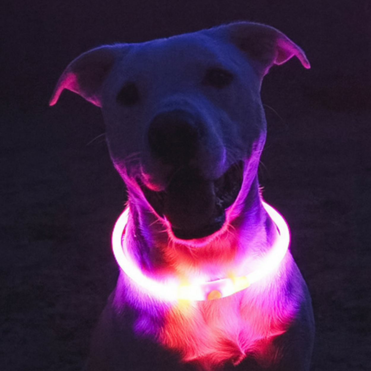 pink LED Dog collar