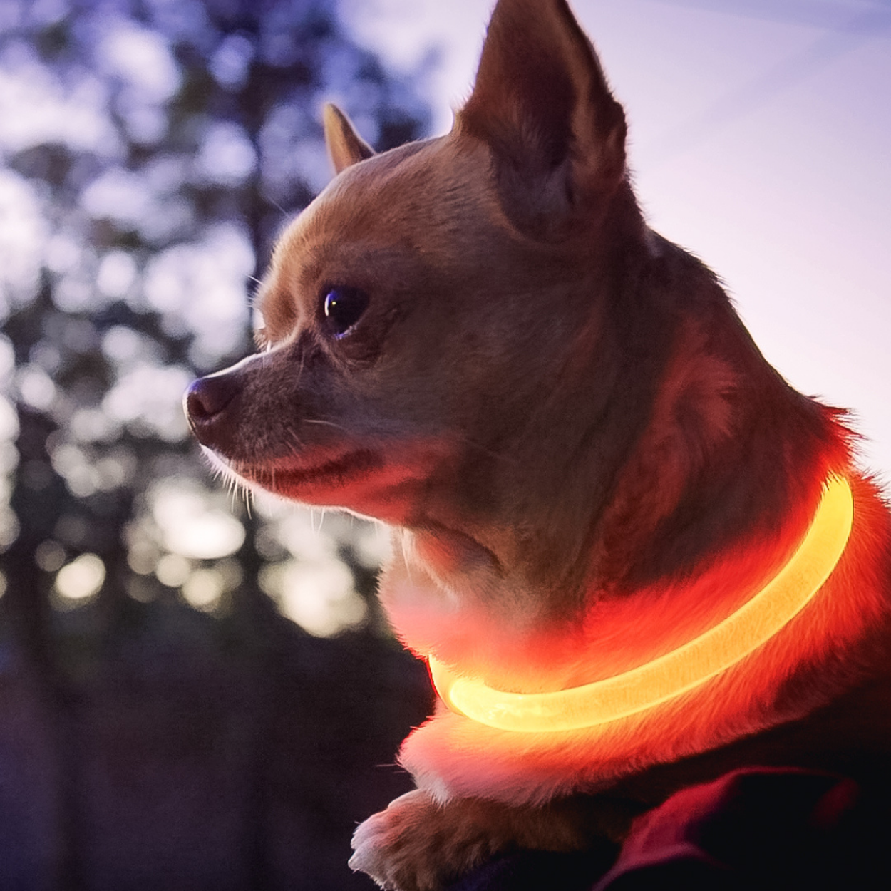 red LED Dog collar