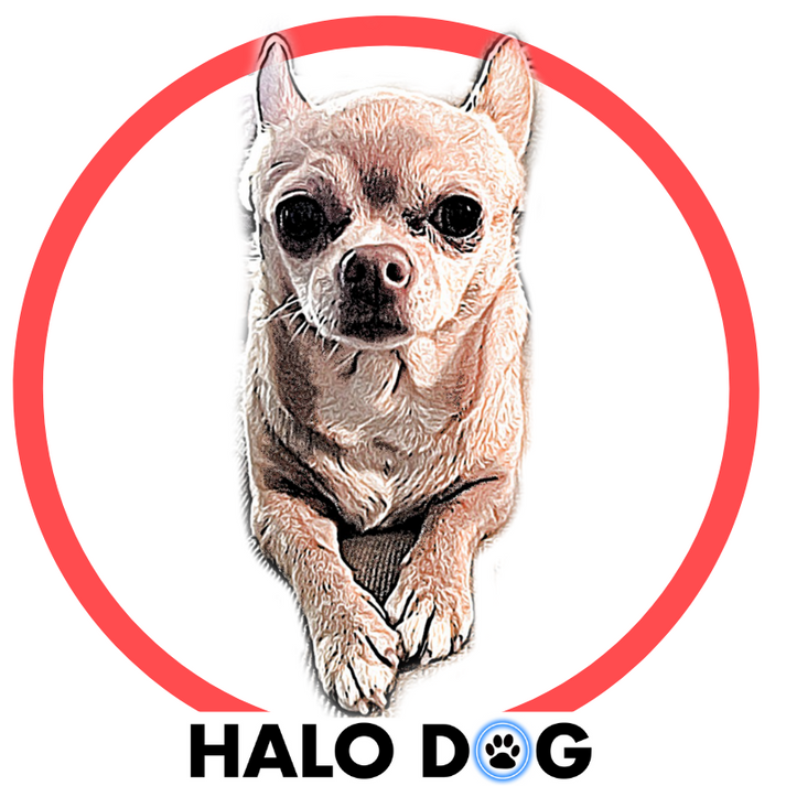 Halo Collar Ruby Red LED Dog Collar Halo Dog