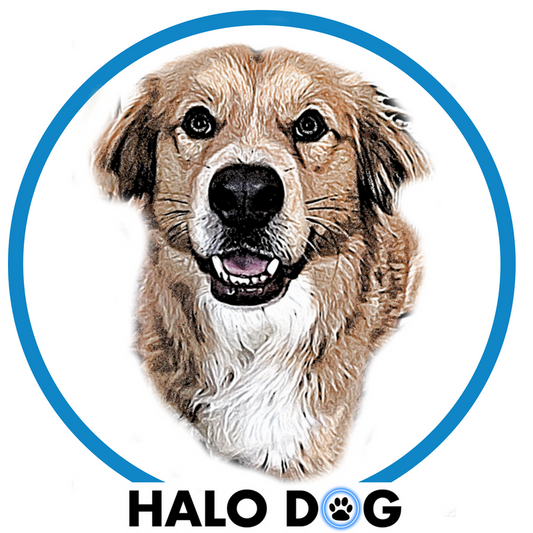 SKY BLUE | LED Dog Halo Collar